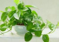 其实甲醛超标早有“预告” 只是可能你还没有注意到