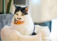 “吸猫族”的福音来了：一键防猫藓，妙招在此