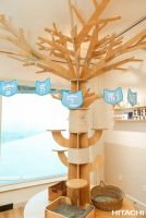 “吸猫族”的福音来了：一键防猫藓，妙招在此