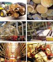 卢森地板严选成年松木 打造健康稳定地板