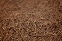 穗宝:淳棕,让基因回归大自然