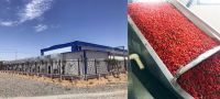 为农副产品烘干增效丨欧思丹热泵农业烘干整体解决方案