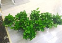 纠结甲醛治理还是自己治理，弄清楚情况再看这4点建议