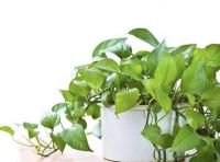 为什么总是反复超标 通风除醛真的没有用吗？