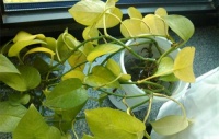 新房放绿植除甲醛是鸡肋还是助攻？带你一探究竟