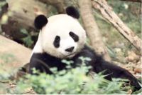 卖场快讯 | 红星美凯龙入川十五周年媒体发布会，千万级明星演唱会重磅官宣