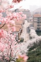 晚安家居第三季“ 樱你精彩”摄影大赛落幕