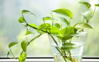 无语了！你还在用被淘汰的方法除甲醛？热门方法学起来