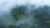 让健康生活渐入森芯，大王椰A6森芯板焕新上市