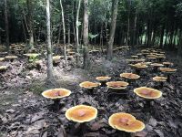 红豆杉林下仿野生种植，揭秘济佰川灵芝种植基地