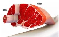 ACECOOL粒子重塑潮品筋膜枪：重新定义新世代潮味运动生活新方式