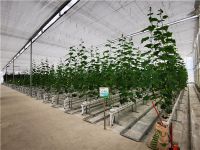 新品塑递丨联塑基质/椰糠栽培槽，摆脱传统土壤种植约束，实现高效集约生产！