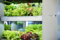 博世智能恒温净植机培育零农残、零污染鲜蔬，构筑居家智控净植新未来
