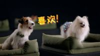 顾家整家定制“最狗”发布会：开启梦幻“人宠共居”时代
