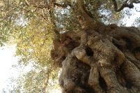 意大利NATUZZI集团展望2025米兰设计周：溯源意式灵魂，镌刻和谐美学