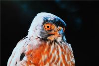 Vision AI加持！三星S95F OLED电视：4K画质巅峰，影音体验全面升级