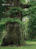 必美地板|凡尔赛宫的同款地板，到底凭什么只卖给0.1%的人？？