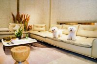 It's M&D,IT's your vibe｜M&D阿芙佳朵TM44沙发设计师品鉴会...