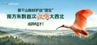 朱鹮迁飞西北记：莫干山板材提供的不仅是运输，更是生存保障