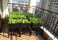 阳台变身植物园 体验绿色带来的清新原创