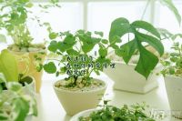 如何清除家具甲醛 甲醛去除方法