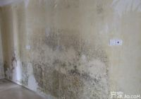 家中墙面返潮发霉怎么办 齐家网小编来支招