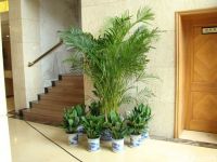 家居绿植摆放风水  绿色植物给生活带来希望