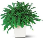 办公室招财植物有哪些 办公室风水植物解析