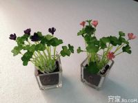 办公室招财植物有哪些 办公室风水植物解析
