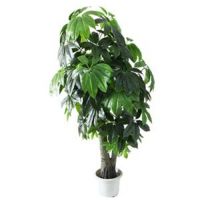 办公室植物风水吉祥植物
