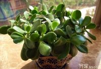 八大家庭植物摆放与风水 这样摆让家庭更旺