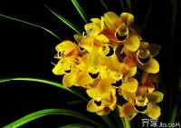 八大家庭植物摆放与风水 这样摆让家庭更旺