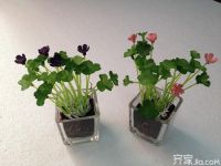 【家居摆放风水】家居植物摆放宜忌