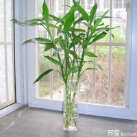【家居知识】客厅摆什么绿植好