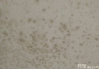 墙面受潮怎么办    10大妙招来帮忙