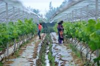 只搞养殖可以注册家庭农场吗  家庭农场如何申请