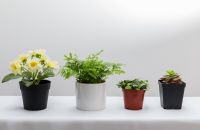 家里养富贵竹如何摆放？这4个位置不能放，不然霉运横生