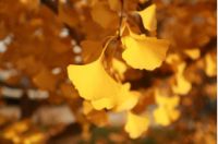 新品解读 |致 · 雅STYLE  用有限的生命感受更多美好