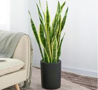 家居绿植挑选指南，因地制宜很重要