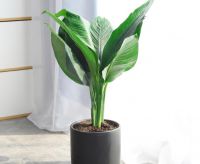 家居绿植挑选指南，因地制宜很重要