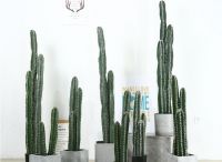 家居绿植挑选指南，因地制宜很重要