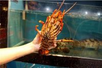 波龙和澳龙哪个贵 澳龙和波龙有什么区别