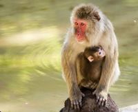 92年属什么多大了 92年属猴的跟什么属相合