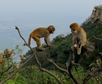 92年属什么多大了 92年属猴的跟什么属相合