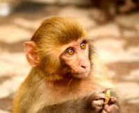 92年属什么多大了 92年属猴的跟什么属相合