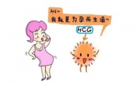 hcg检查一般多少费用 hcg是什么检查项目