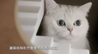 《梦想改造家》在老城里为“奇妙缘分的家”改造绝美婚房