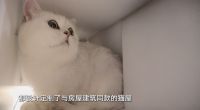 《梦想改造家》在老城里为“奇妙缘分的家”改造绝美婚房