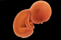 胎儿头扁属于畸形吗 胎儿头扁是什么原因