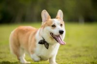 宠物也会影响家里的风水，家中这些方位千万别安置宠物！